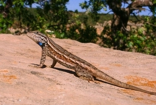 Plateau Lizard Sceloporus virgatus.jpg