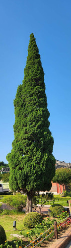 file.jpg