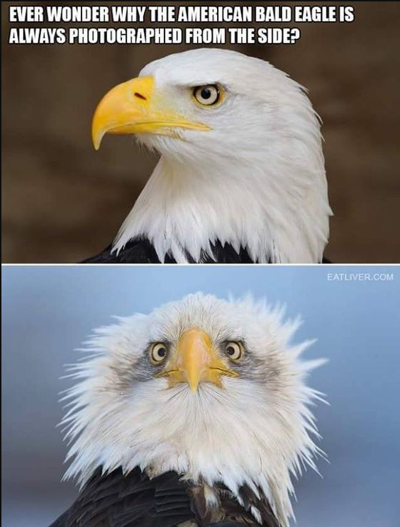 Images which explain why the american Bald Eagle is schown always photgraphed from the side. In the second image you see an Bald Eagle face in front and idiotic aspect