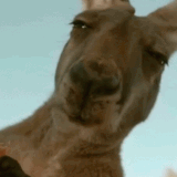 animals judging.gif