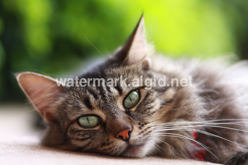 watermark sample big 1