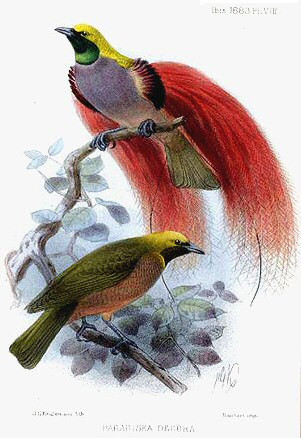 Paradesia decora Keulemans.jpg