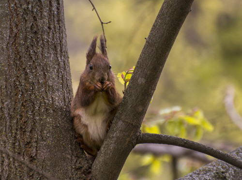 A squirrel eats an acorn.jpg
