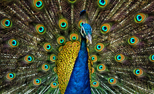 Peacock Plumage.jpg