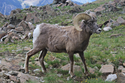 New Mexico Bighorn Sheep.jpg