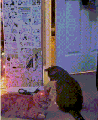 猫的速度是猫的七倍.gif