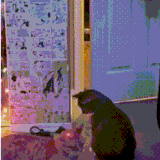 猫的速度是猫的七倍