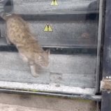 猫是液体.gif