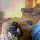 原地起飞.gif