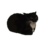 rupert cat.gif