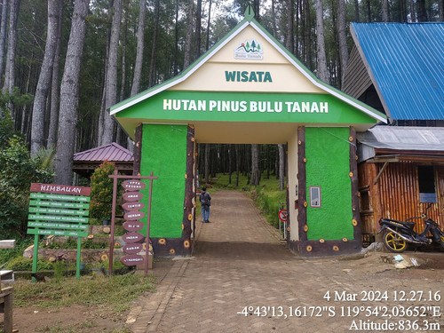 Hutan Pinus.jpg