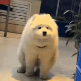 A516F5FF 88BE 42A9 B577 2D2E43A0DC9C.gif