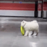 8CC7D658 AC08 4FE3 88DE C13A0B36F571.gif
