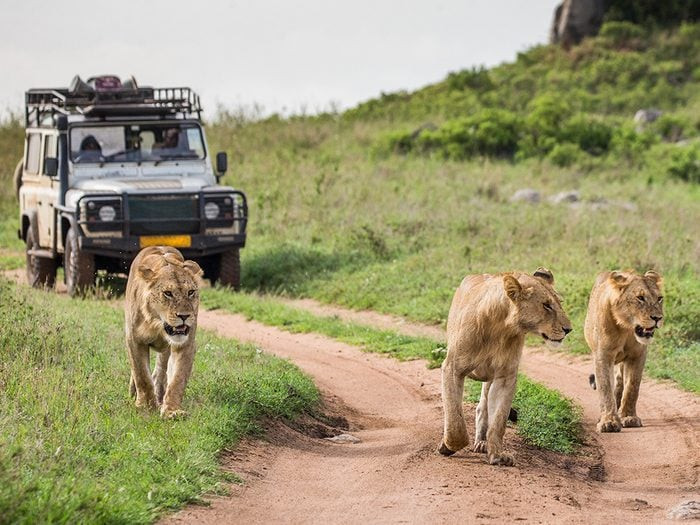 Serengeti National Park has a number of game parks and nature reserves in Tanzania.