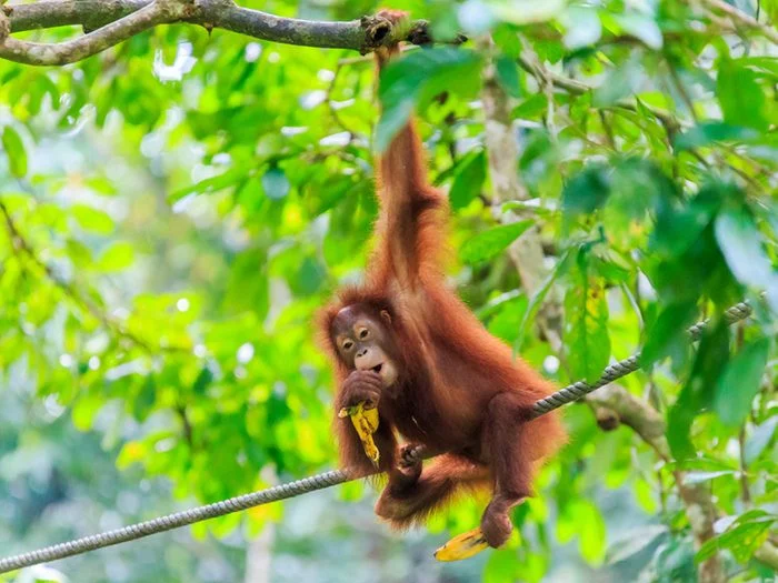 Borneo is part of the Malay Peninsula and is divided between Malaysia, Indonesia and Little Brunei.