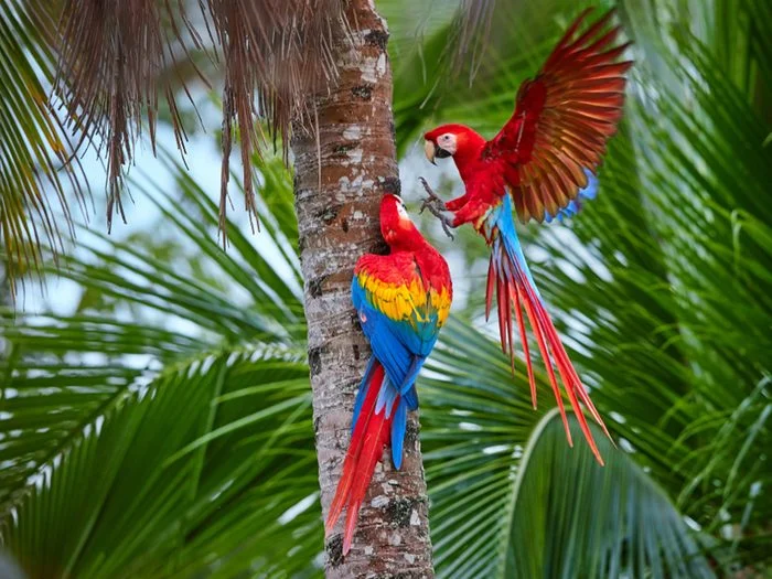 Very popular with ornithophiles, with an ecological relay that allows visitors to enter the jungle.