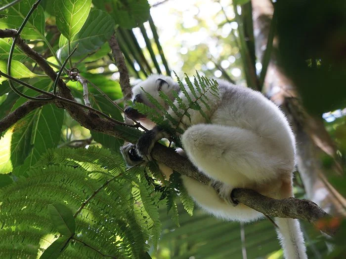 In the rainforest parks of Atsinanana in Madagascar, you can see up to ten different types of lemurs.