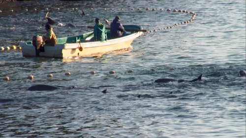 Top025.海豚湾.The.Cove.2009.Bluray.1080p.x265.AAC(5.1).GREENOTEA.mkv 20240307 125910.477.png