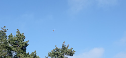 IMG 20240303 112218
