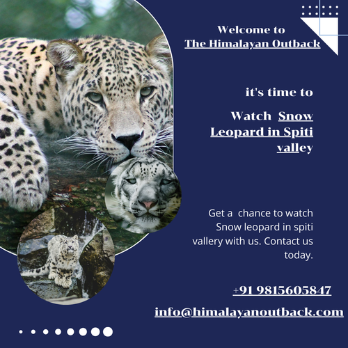 Snow Leopard in Spiti valley.png