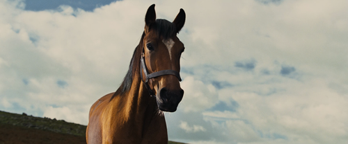 War.Horse.2011.BluRay.1080p.x265.10bit.2Audio.MNHD FRDS.mkv 20240306 112951.902.png