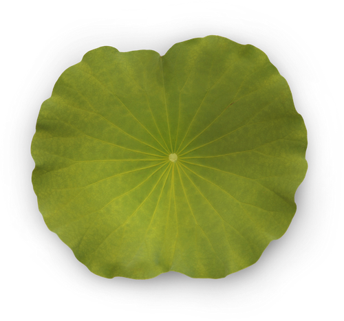 pngwing.com (71).png