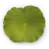pngwing.com (71)