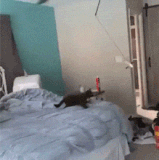 不让它拉个磨真屈才了.gif