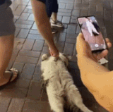 躺着还比我赚得多.gif
