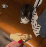 fhxvYipc5asyA8S.gif