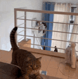 你家猫怎么狗模狗样的.gif