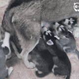 血统最纯.gif