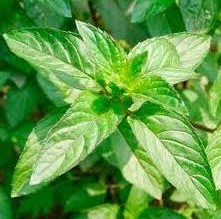 Spearmint 1.jpg