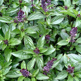 Basil 1.jpg