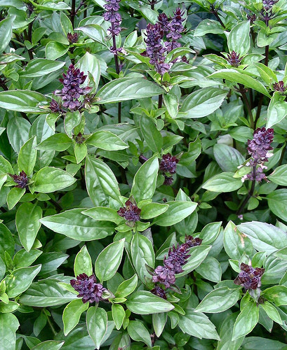 Basil 1.jpg