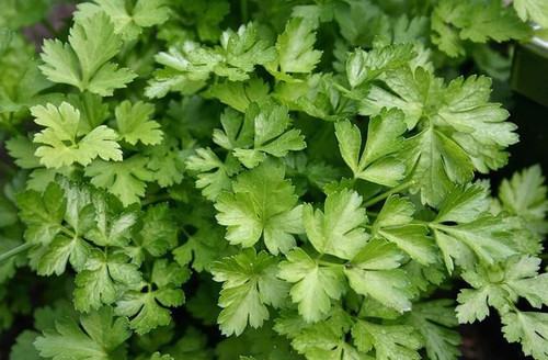 Coriander leaves.jpg