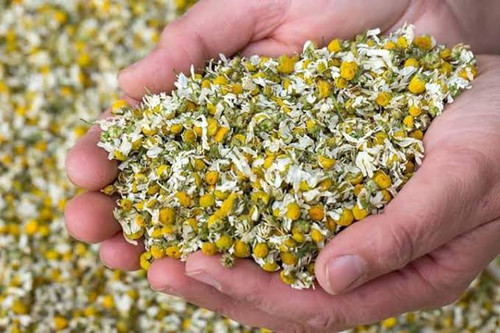Chamomile .jpg