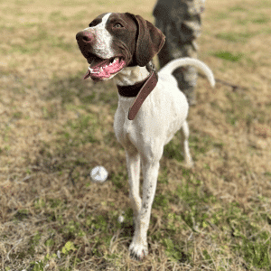 Dog Training Schools Near Me | Custom Canine Unlimited.png