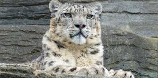 Indian wildlife.jpg