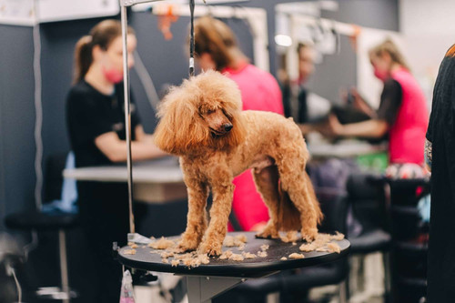 Beyond the Basics Advanced Tips and Tricks for Poodle Grooming.jpg