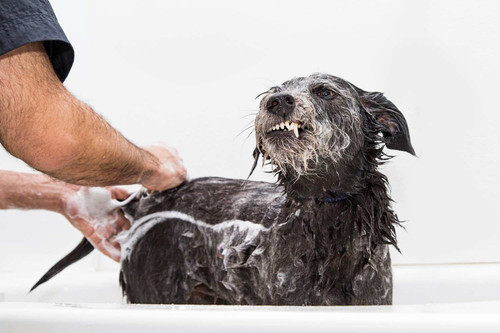 Understanding Pet Grooming Products What to Look for and Why It Matters.jpg