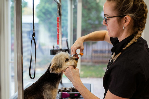 Here’s How the Top Pet Grooming Software Stacks Up.jpg