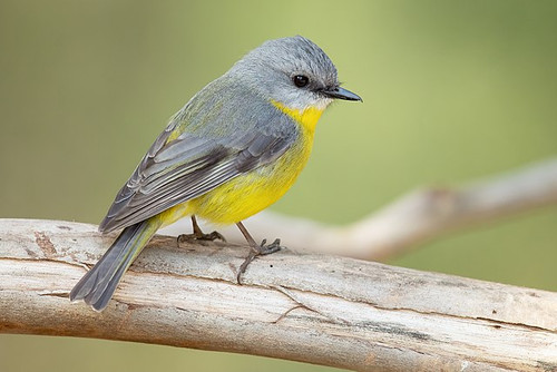 Birding tours of Himalayan.jpg
