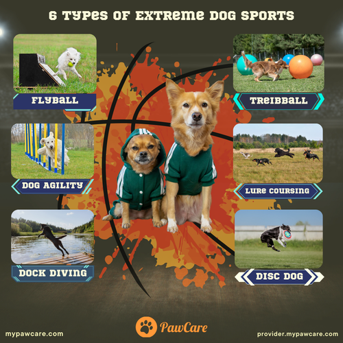 6 Types of Extreme Dog Sports.png