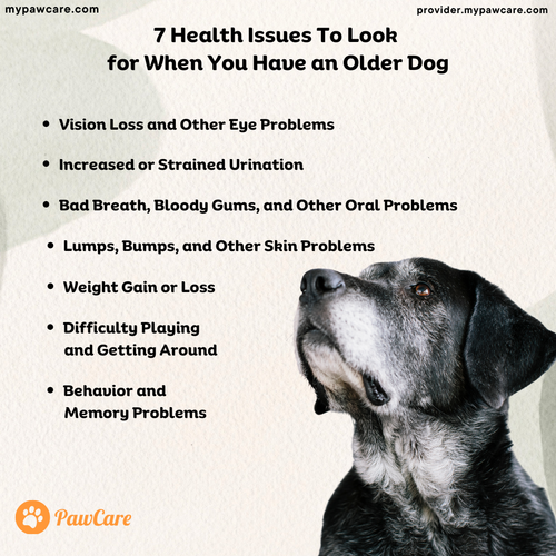 7 Health Issues To Look for When You Have an Older Dog.png