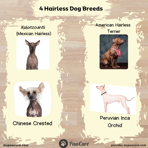 4 Hairless Dog Breeds.png