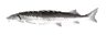993880948787658793.gif