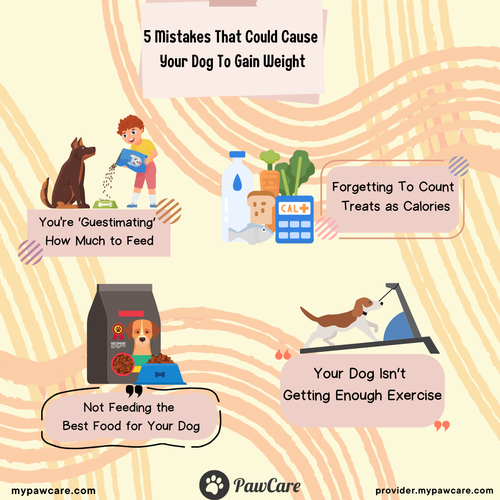 5 Mistakes That Could Cause Your Dog To Gain Weight.png