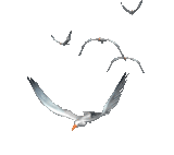 stickers 33278eea4da763858975d10d4b0bd8be.gif