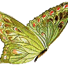 animaatjes vlinders 51341